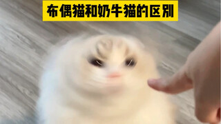 布偶猫：我才不要那么不文雅 （奶牛猫：来啊！你指死我！