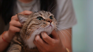 Nhanh đến xem chiếc xe máy cún con của tôi đi