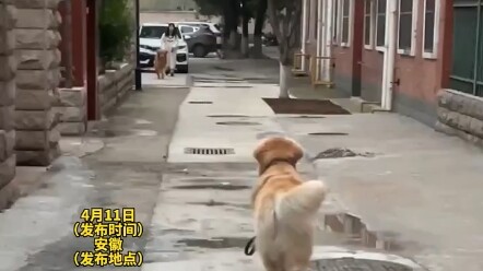 เวลาหมาเจอเพื่อนระหว่างเดินเล่น มันจะแฮปปี้ขนาดไหนนะ?