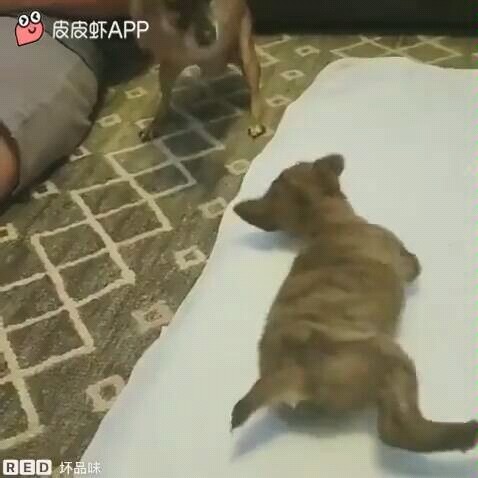 Poor dog,