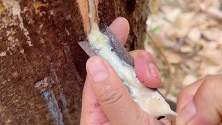 Đường keo dán bị cắt trong hai ngày này rất dễ kéo, và dễ cắt hơn sau khi kéo ra.