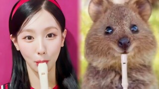 可爱晕！赵美延：平平无奇一只短尾矮袋鼠！