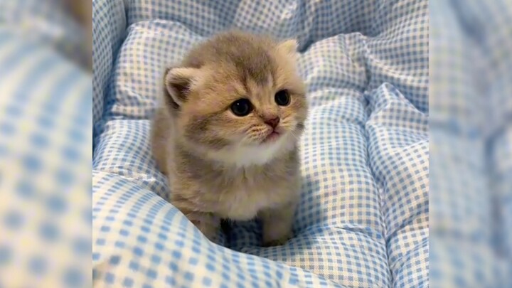 “🐱 Mimi, where are you going? Come snuggle with me in my bed!”