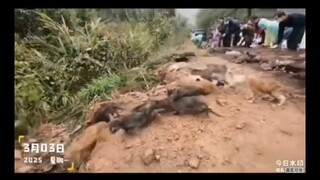 บทสรุปคลาสสิก: การปล่อยชีวิตผู้สูงอายุ