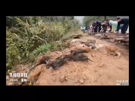 Hồi ức kinh điển: Phóng sinh cụ già bát tuần