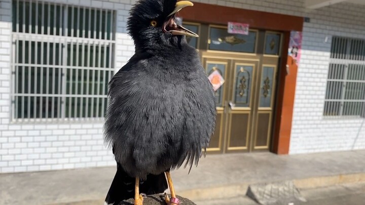 A mynah bird has learned to talk and even perform acrobatics—check out its act!