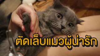 ตัดเล็บแมวผู้น่ารัก