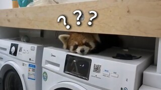 《Đại hội hành vi kỳ lạ của động vật 224》