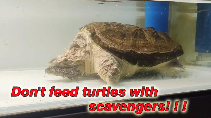 Don't Feed Scavenger Fish to the Turtle!