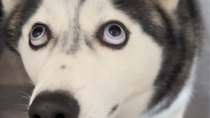 1000买的哈士奇，纯吗