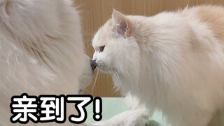 The puppy’s reaction after being kissed by the cat brother is so cute!