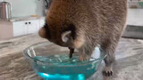 Cute Raccoons Washing Marshmallow in Water