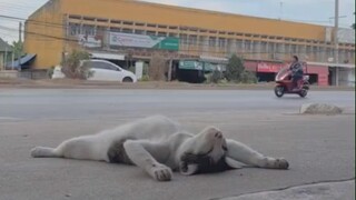 Chú mèo con ngủ nhiều đến nỗi không biết thế giới xung quanh là gì.