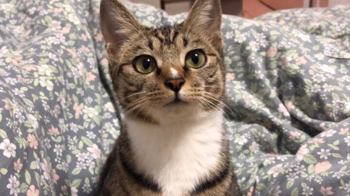 I could spoil this adorable cat for ten lifetimes!