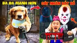 Thú Cưng Vlog | Đa Đa Đại Náo Bố #24 | Chó gâu đần thông minh vui nhộn | Funny pets smart dog