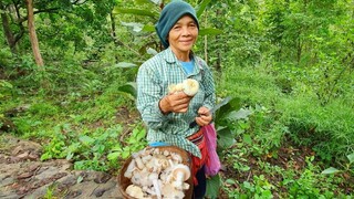 "เก็บเห็ดระโงก" เห็ดตะไค เยอะมาก!! มื่อนี้ใหญ่พนได้เต็ม2กระต่า