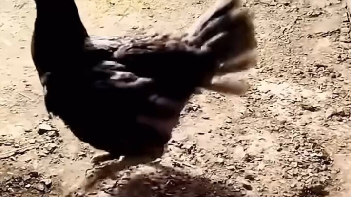 Gà mái già chiến đấu quyết liệt với rắn lớn để bảo vệ đàn gà con