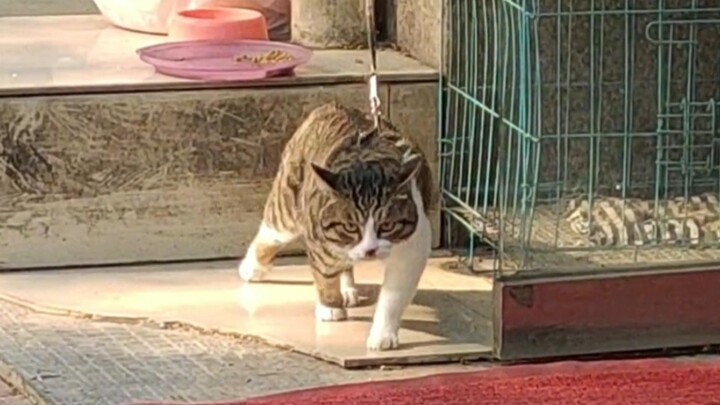 “Cat: Watch closely, I’m only teaching this once.”