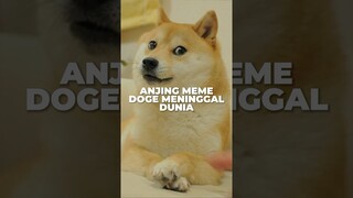 Anjing Meme DOGE Meninggal Dunia #Meme #Doge #Cheems