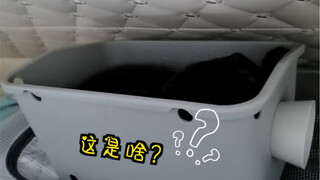 Be careful when bringing a black cat home for Chinese New Year! Don’t lose it like me! 5555555