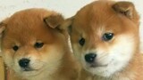 Two Super Cute Shiba Inu Puppies Who Are Very Close