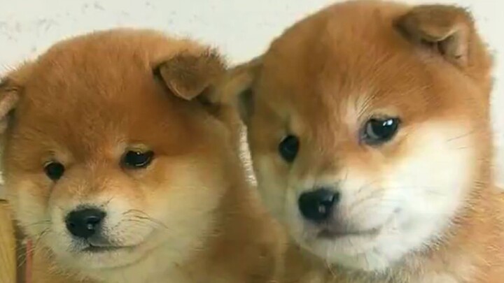 ลูกหมาชิบะสุดน่ารักสองตัวที่สนิทกันมาก