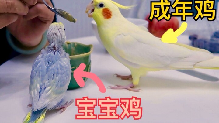 Cún con bú sữa bị gà má hồng trưởng thành tranh giành dữ dội, lo lắng đến mức đạp chân!