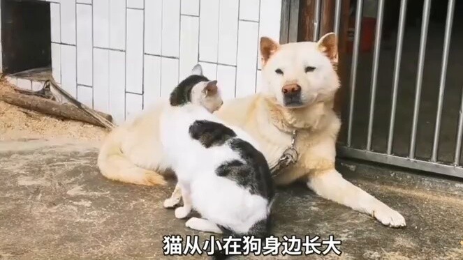Do cats know they are cats?