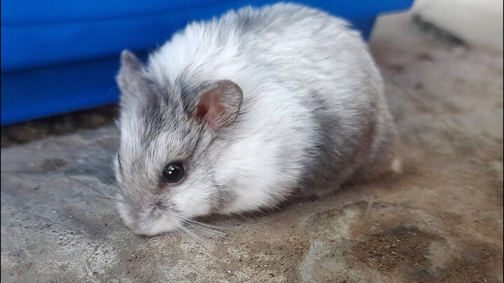 Arka memelihara Hamster