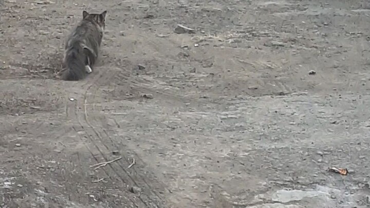 tidak semudah itu ferguso