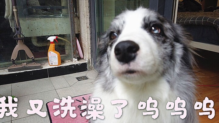 غسل مربي الكلاب للبودل الحدودي جعله يتعلم مهارة جديدة!