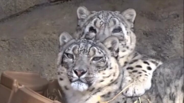 [Animals]Cute moment of snow leopard