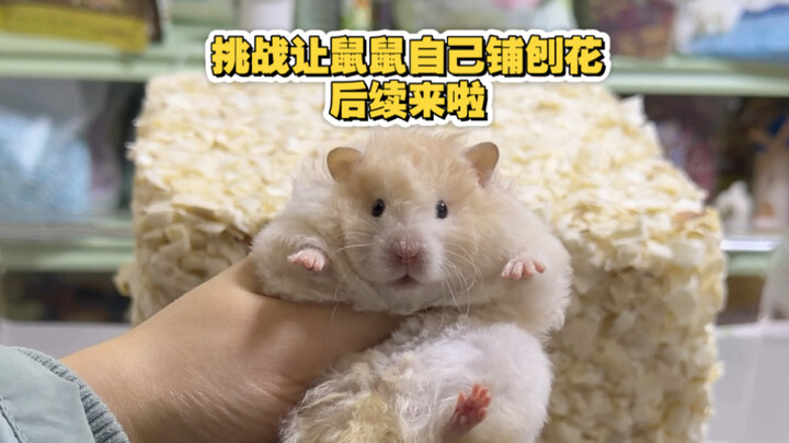 The follow-up to the challenge of letting the mice spread wood shavings themselves is here!