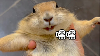 土拨鼠混进狐獴群竟导致狐獴断子绝孙？！？！