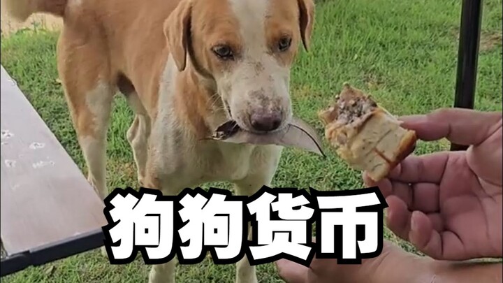 Anak anjing yang pandai barter barang menggunakan uang anjing!!
