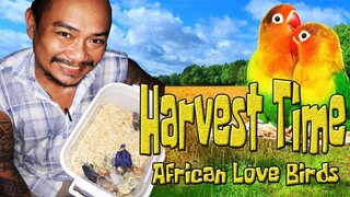 Harvest Time | African Love Birds