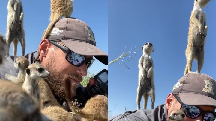 A South African photographer was approached by a curious meerkat while lying on the ground. The meer