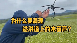 为什么要清理溢洪道上的水葫芦？ #科普 #解压 #水葫芦 #涨知识