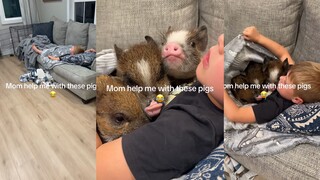 盖着毯子的三只小猪