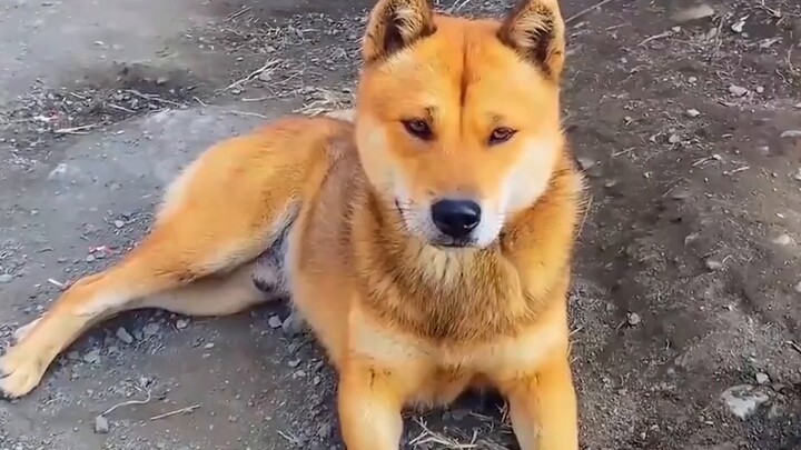 Ras anjing tertua di Tiongkok berada di ambang kepunahan karena prasangka, "anjing asli" Tiongkok se