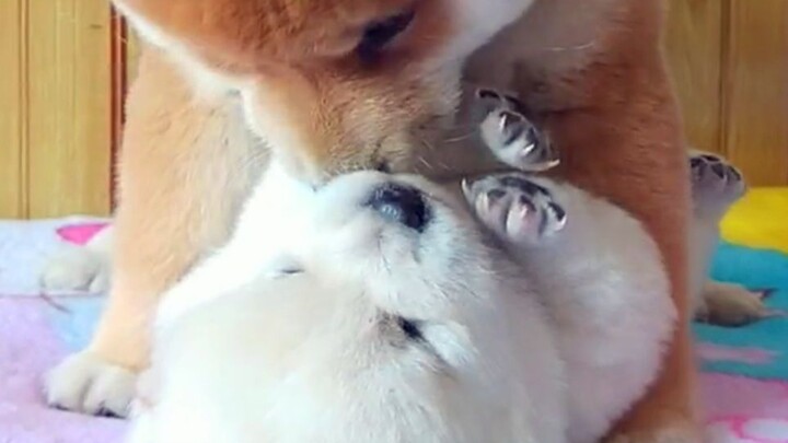 Super cute little Shiba Inu—this pup treats the white Shiba as a toy; it's so adorable!