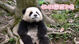 泪目！不幸夭折的熊猫宝宝
