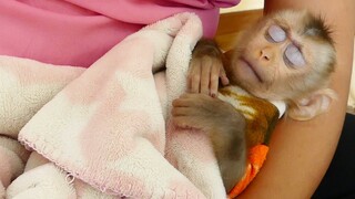 It Very Warm!! Baby Monkey Maku Very Tired Sleeping Well On Hand Mom Look So Lovely