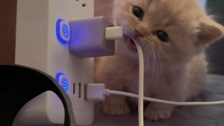 This kitten can’t be kept anymore! ! ! !
