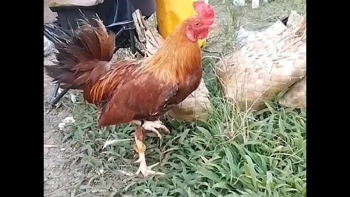 naka paldo din 🐓👌