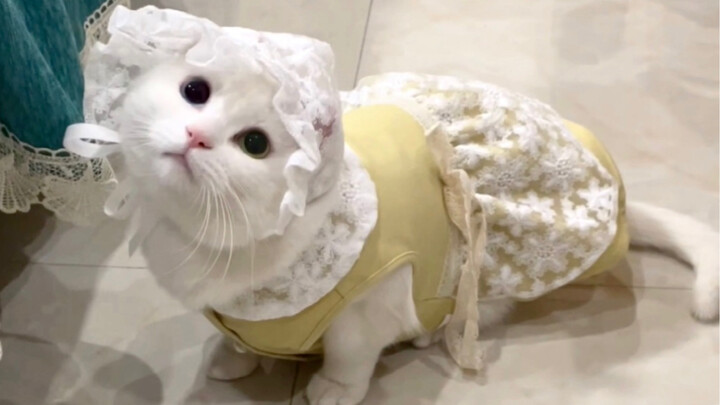 Apakah ini kucing? Bukankah dia gadis bangsawan abad pertengahan yang melarikan diri!