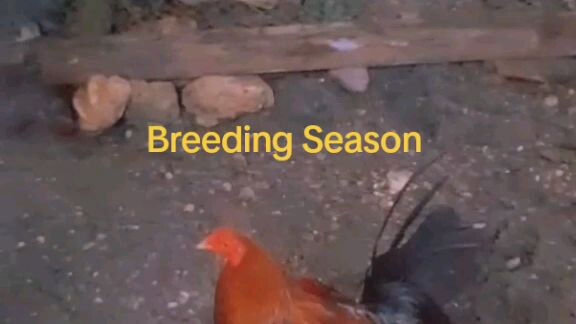 sana palarin ngayong breeding season