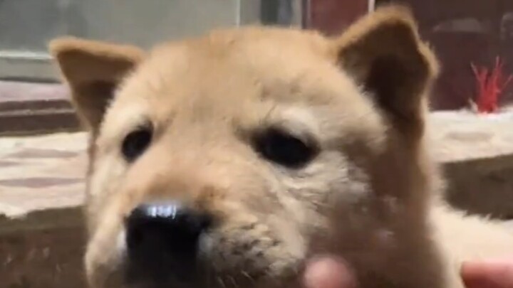 كلما أكلت أكثر، زادت حكمتك؛ الكلب المتعلق بك لم يعد يخرج للعب معك بعد الآن.