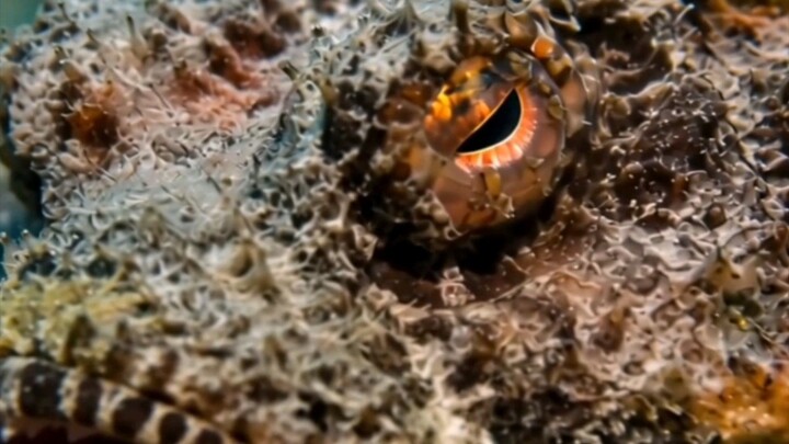 Stone Fish