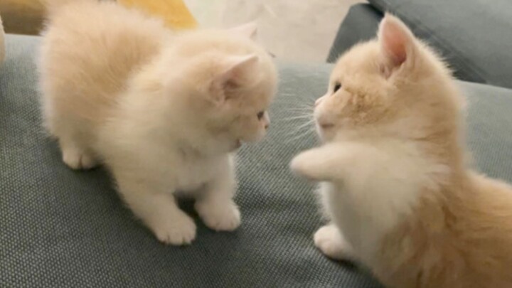"Kittens can't fight!"